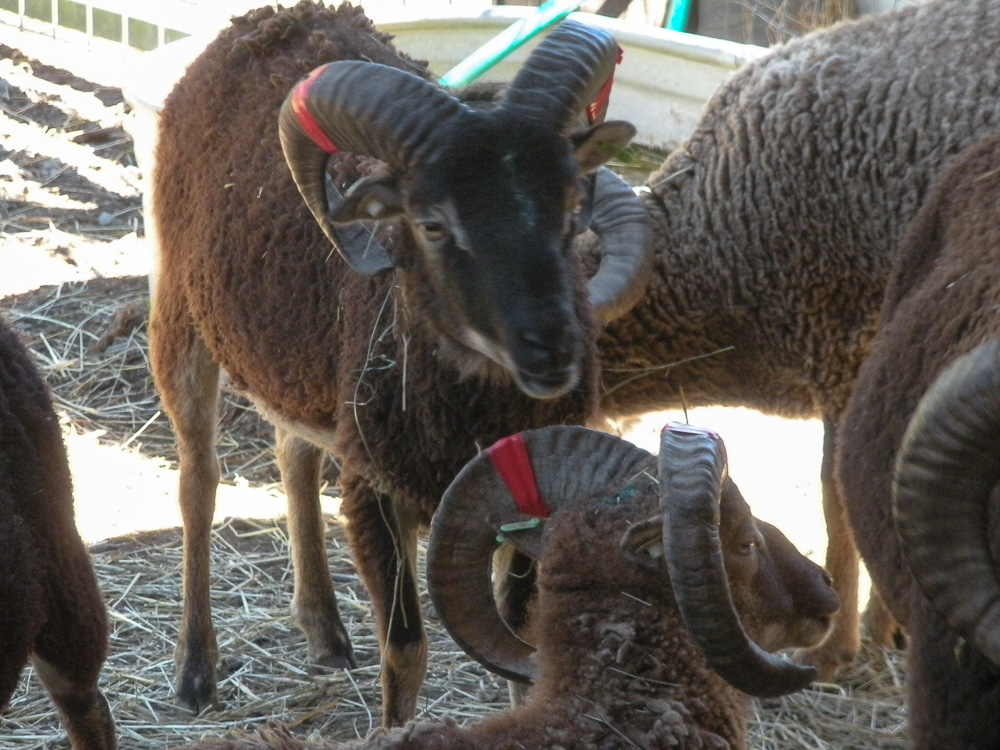 Soay Sheep ram lambs